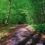 Bos bij Roldskov